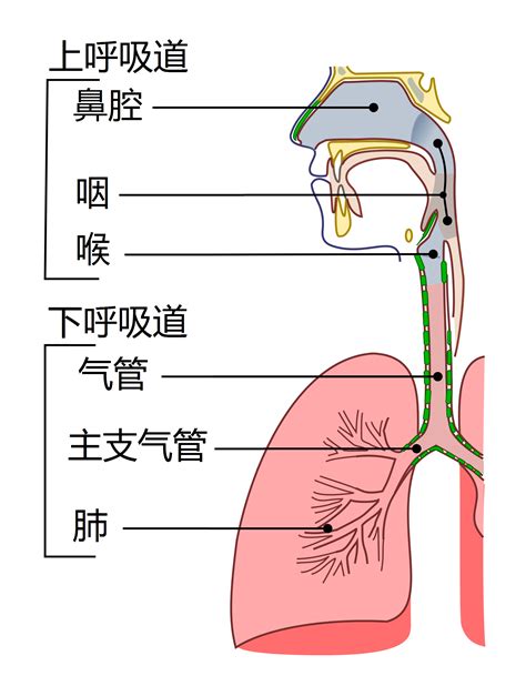 腹主動脈分支口訣|[Anatomy․Show Bar – 一分鐘背完腹主動脈分支(上)]